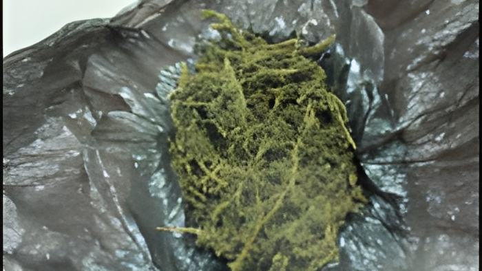 weedsept2414.jpg