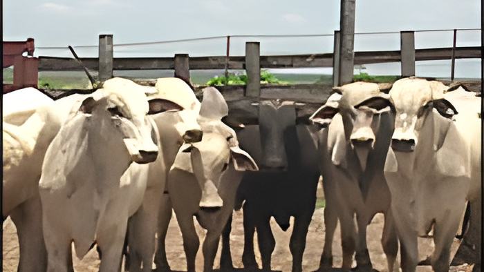 cattle16.2.17.jpg