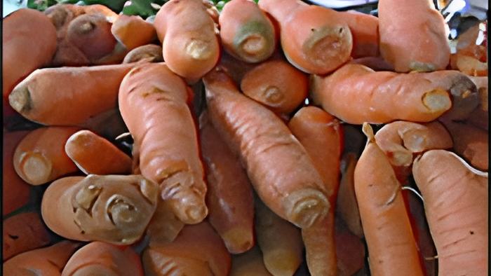 veg14.1.16a.jpg
