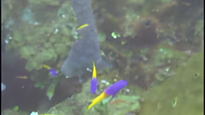 oceana.8.6a.jpg