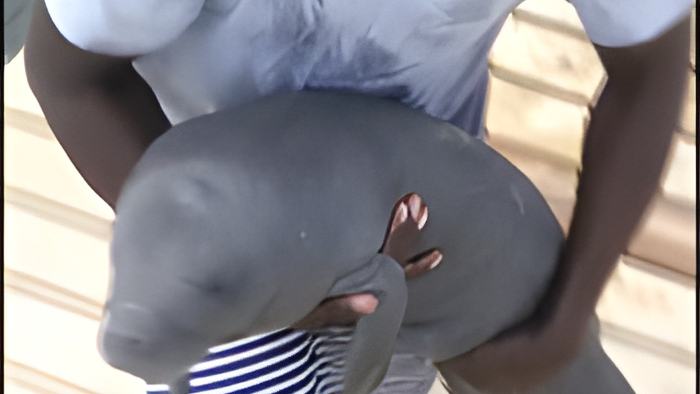 manatee.june27.2018.jpg