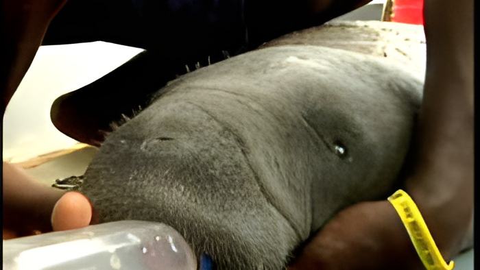 calf.june21.13.jpg