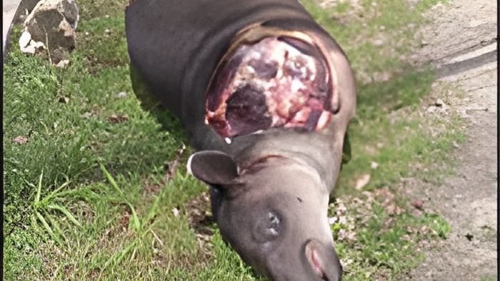 tapir2.aug7.19.jpg