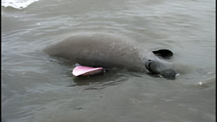 manatee29.3.jpg