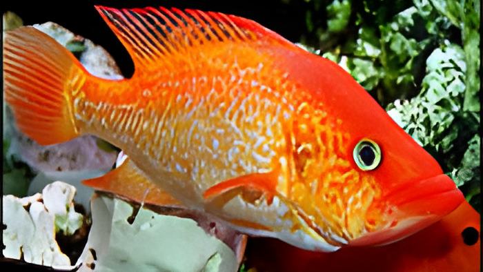 fish28.11.17.jpg