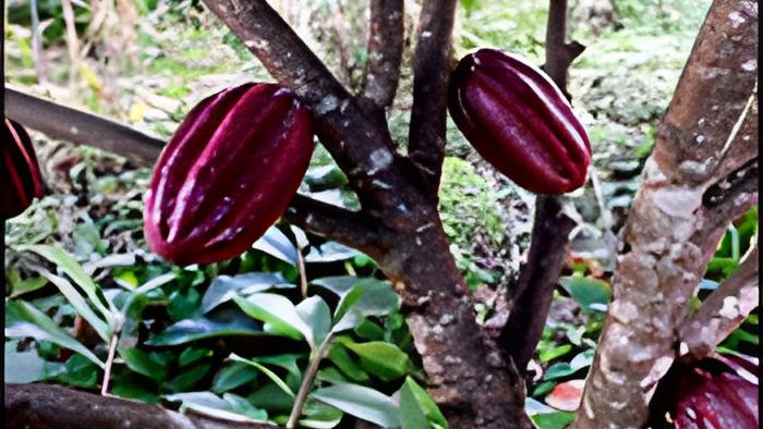 cacao10.3.15a.jpg