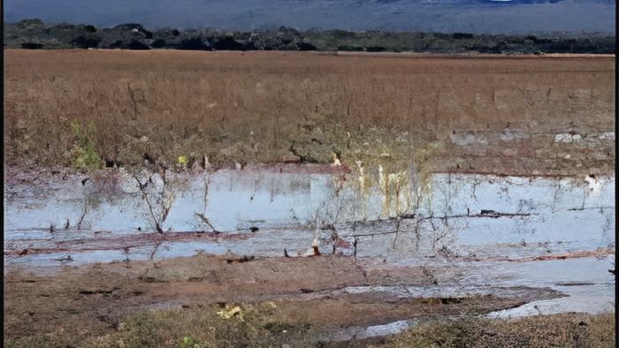 rice1.12.11.jpg