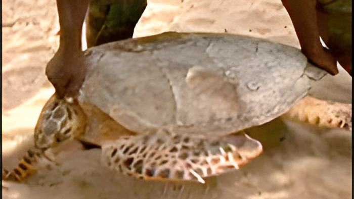 turtle8.7.16.jpg
