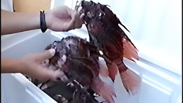 lionfish24.1.jpg