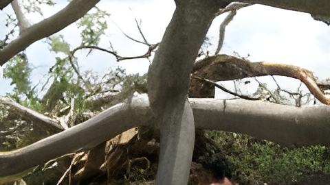 faustiatree123.08.22.jpg