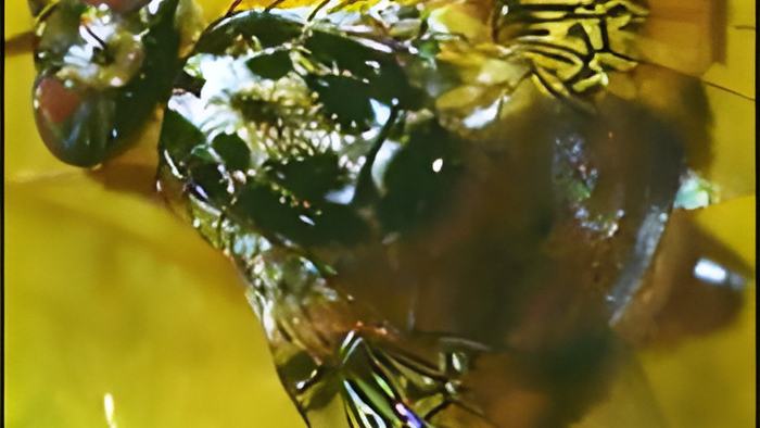 fruitfly.july16.13.jpg