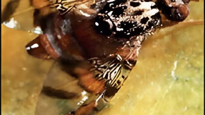 medfly.aug13.13.jpg