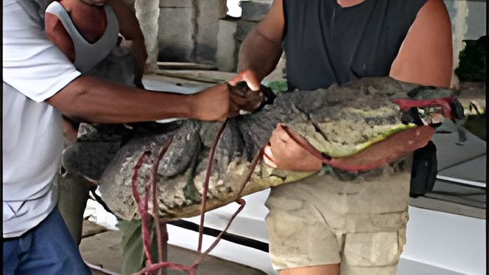 croc11.9.14.jpg
