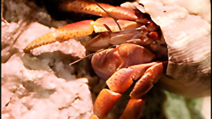 crabs7.6.12a.jpg