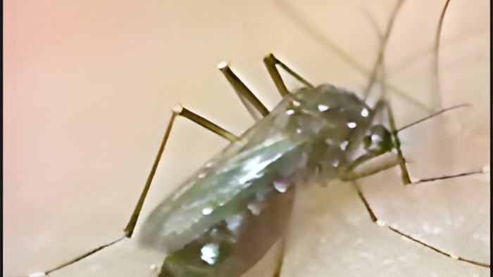 mosquito.jpg