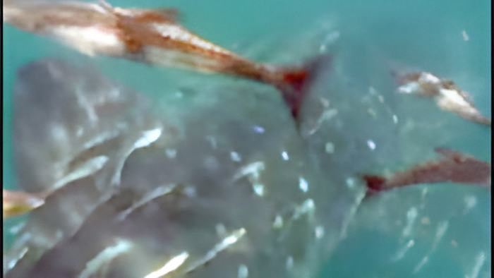 whaleshark.jpg