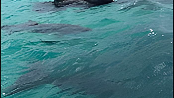 whales2.3.18.jpg