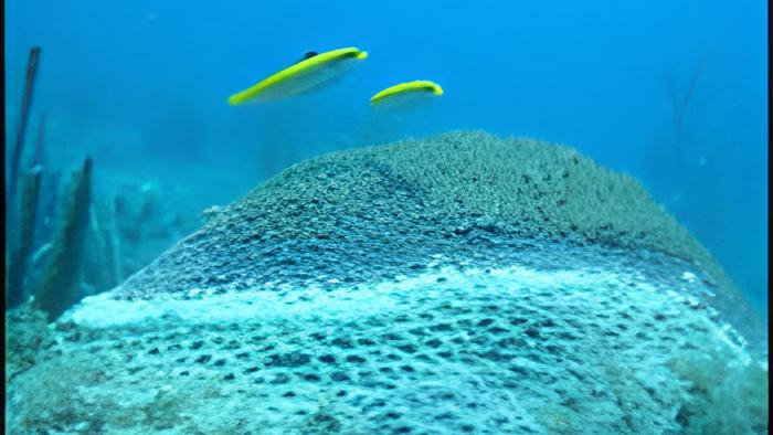 coral.jul10.19.jpg