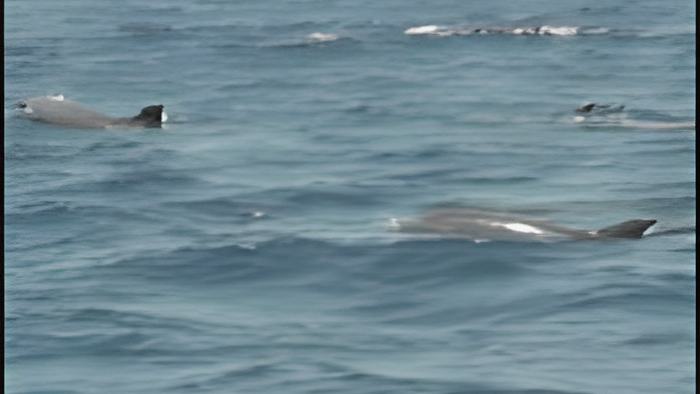 dolphins.may21.13.jpg