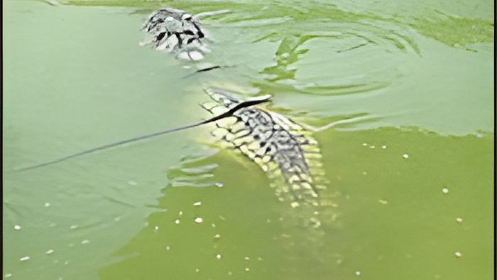 croc24.7.15.jpg