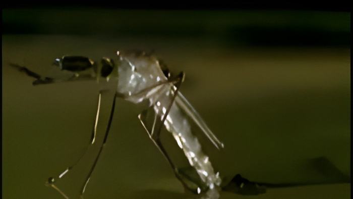 mosquito1.aug23.13.jpg