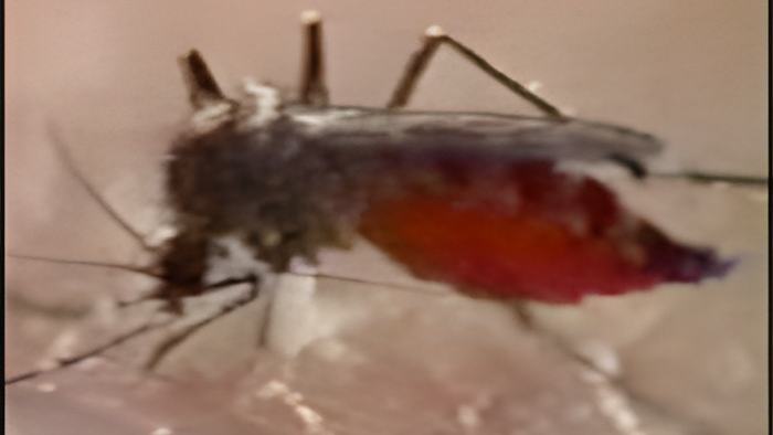 mosquito.13.7.jpg