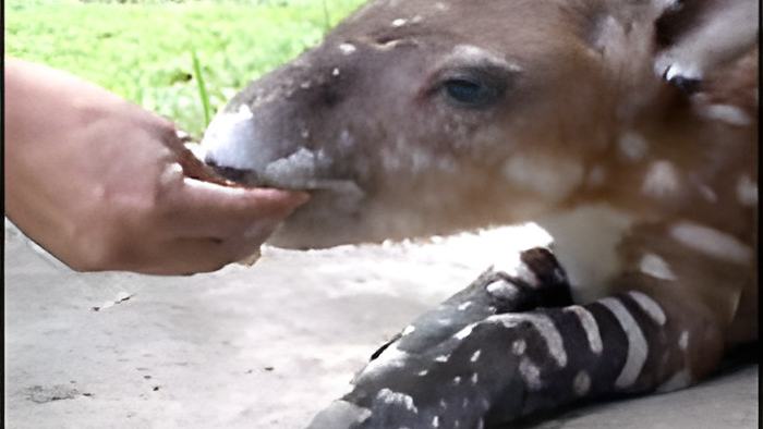 tapir25.11.11.jpg