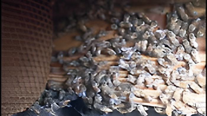 bees.jpg