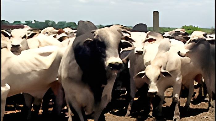 cattle2.8.12c.jpg