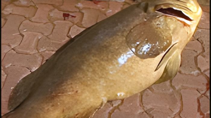 fish19.1.jpg