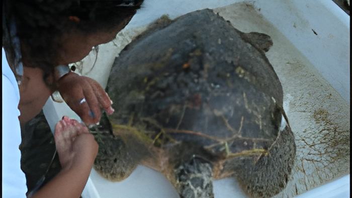 turtle.27.1.2012.jpg