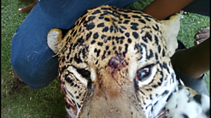 jaguar.aug.8.2012.jpg