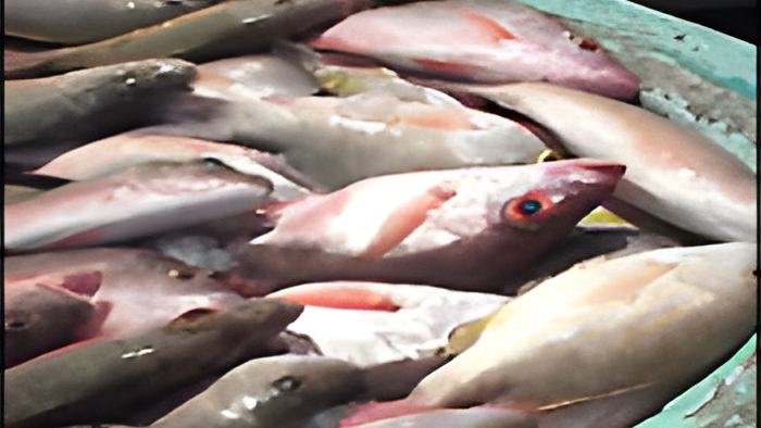 fish5.4.12.jpg