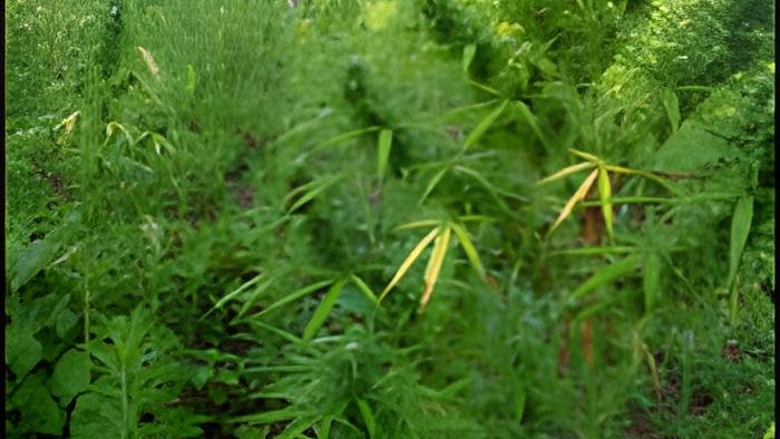 weed.plantation.feb.13.2013.jpg