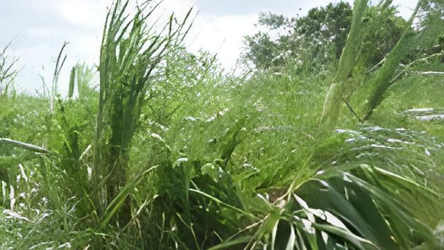 suagarcane8.23.17.jpg
