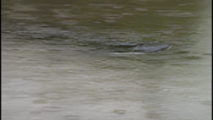 manatee.june24.2015.jpg
