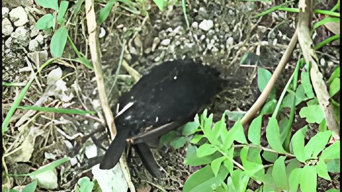 bird.oct3.19.jpg