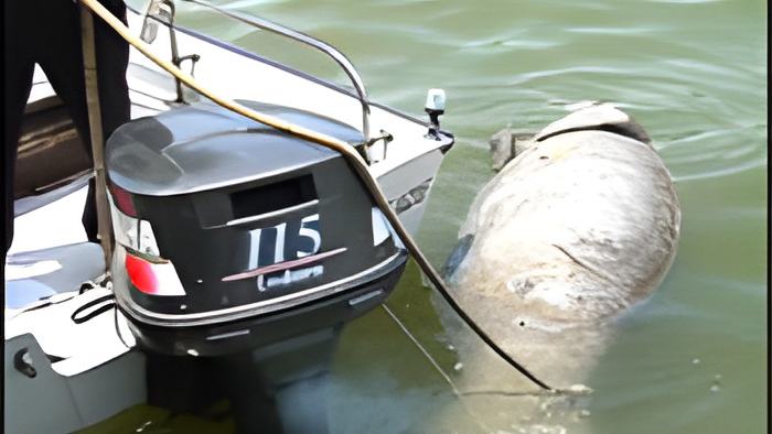 manatee.april1.2015.jpg