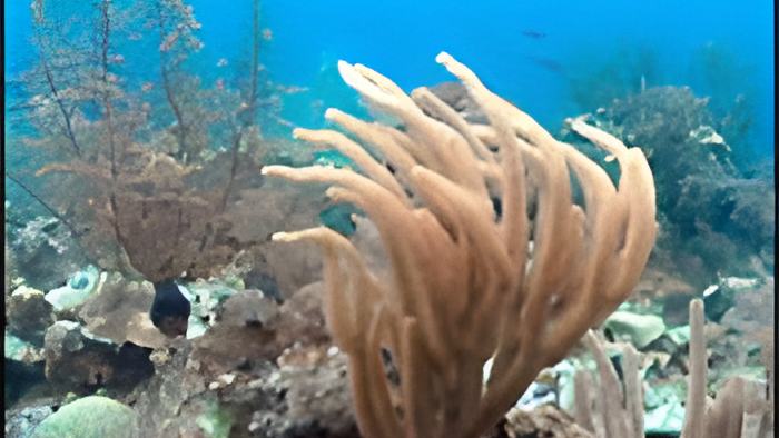 reef7.2.12.jpg