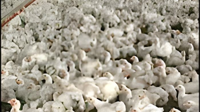 chicken16.1.15.jpg