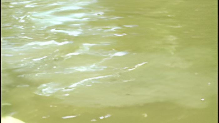 manatee.23.12.11.jpg