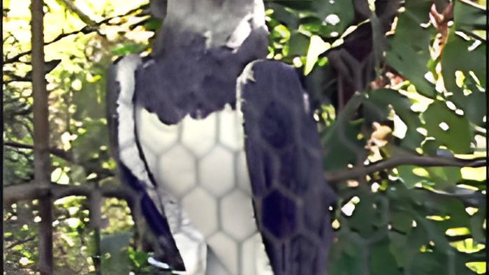 eagle14.11.14a.jpg