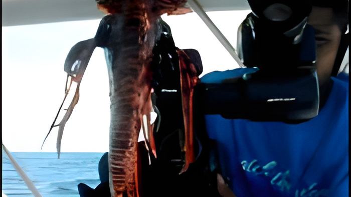 lionfish1.july1.13.jpg