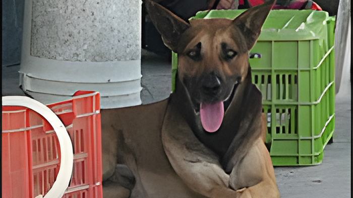 dog5.3.15a.jpg
