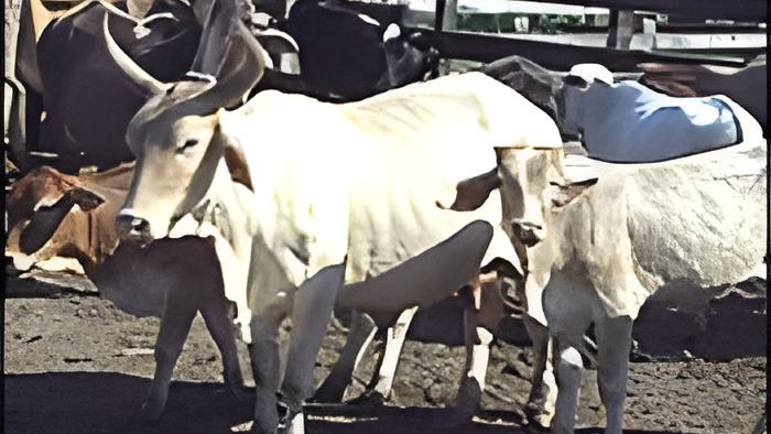 cattle13.11.14.jpg