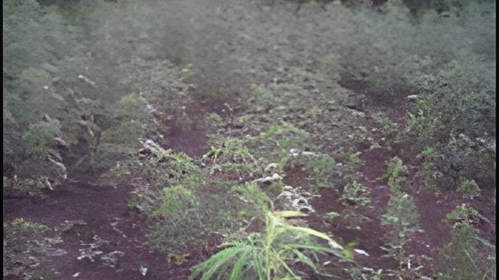weedplantation.feb.29.2012.jpg