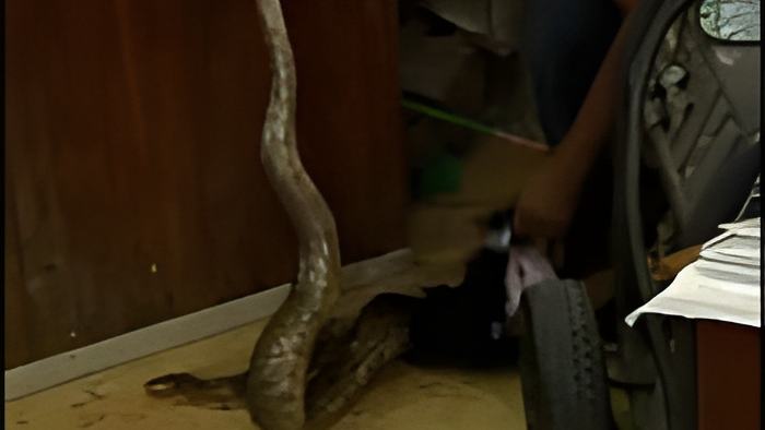snake1.july25.13.jpg