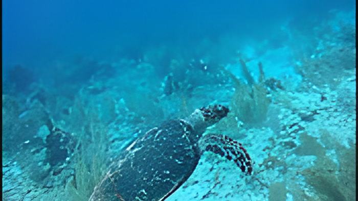 reef5.10.17.jpg