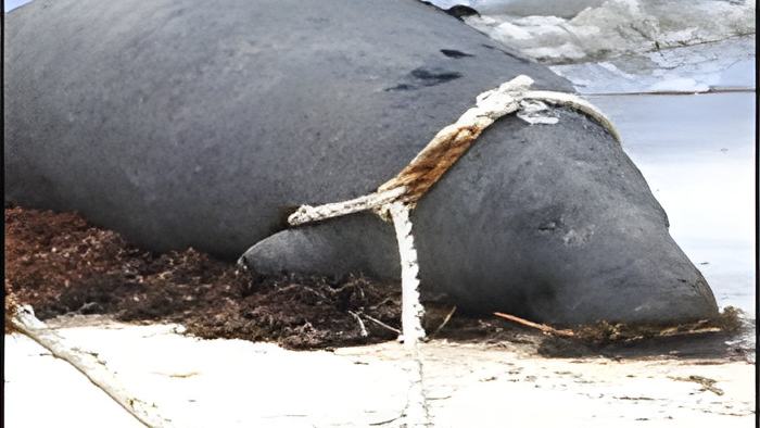 manatee.july8.2015.jpg