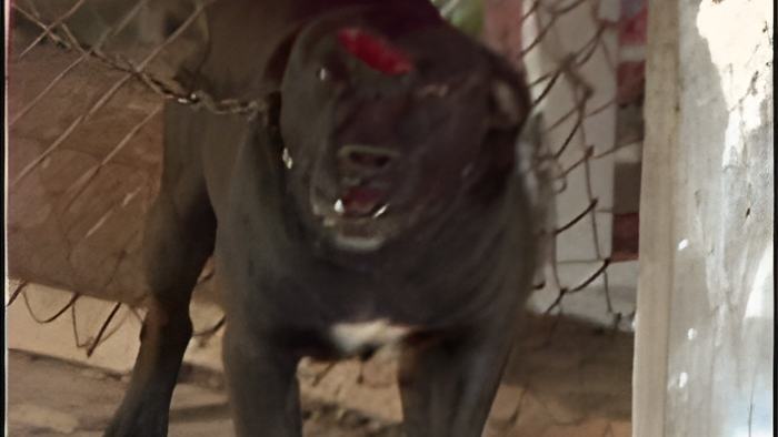 dog2.2.jpg